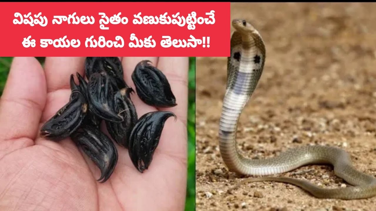 విషపు నాగుల్ని సైతం వణుకుపుట్టించే ఈ కాయల గురించి మీకు తెలుసా!|గరుడముక్కు కాయలు | Garudamukku
