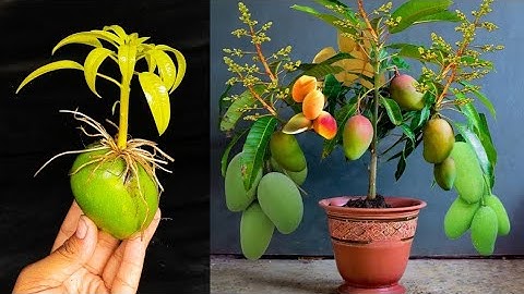 SUPER SPECIAL TECHNIQUE for propagating MANGO tree with coca-cola, super fast growth