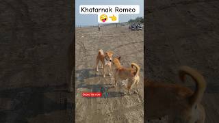 Khatarnak Romeo 🤪👈 #dog #dogs #funny #funnyanimal #funnydog #trending #viral #video #viralvideo #cat