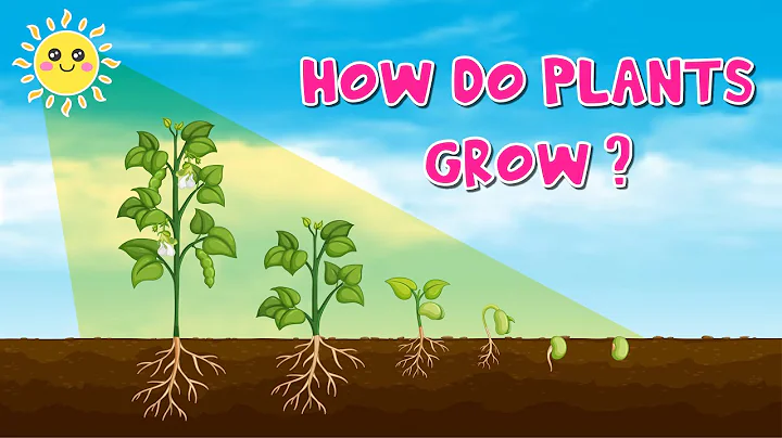 What Does Plants Need To Grow Strong ? |  How Do Plants Grow For Kids | Photosynthesis | Chinka TV