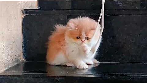 Video 11245291: persian cats catlover, cat kitten beautiful funny, cat kitten cute beautiful, funny baby cats