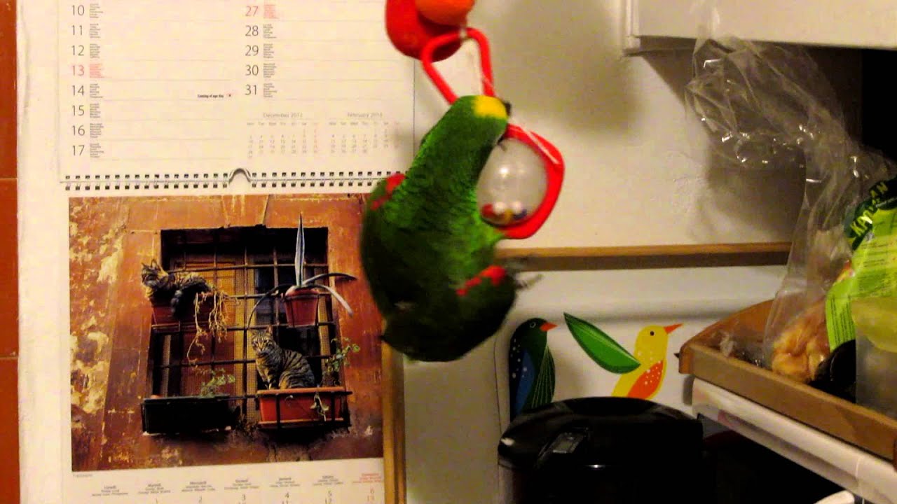 Sushine, 4 year old yellow crowned amazon plays on a swing with toys
