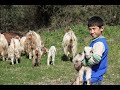 Iranian Shepherd Boy Worshiping Jesus