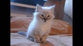 Сибирский невский маскарадный котенок Сибирский невский маскарадный котенок
