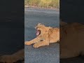 #animals #wildlife #big5 #evenetmakukule #animalshorts #lions #wildanimals #shorts