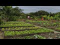 Nossa Horta Produz o Ano  Todo : Começando Um Novo Plantio de Maxixe e Quiabo