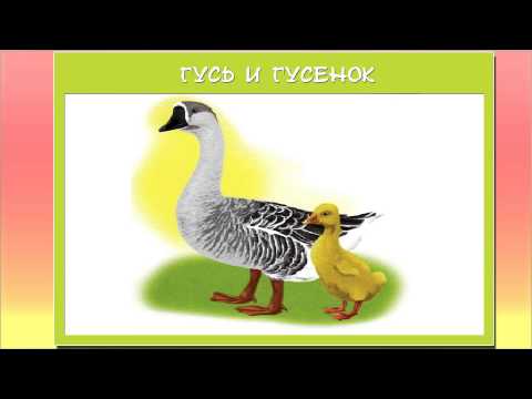 Картинки для детей домашние животные и их детеныши
