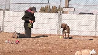Stroganoff A160824 by Santa Fe Animal Shelter 9 days ago 36 seconds 48 views