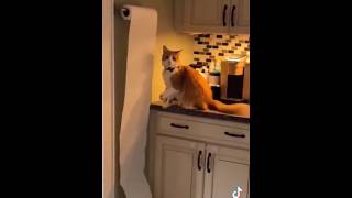 Смешные приколы с Животными ржач 🤣 #приколы #смешновидео
