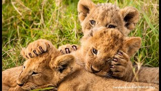 [テレビ予告] BBC超大作 生き物の旅路｜アニマルプラネット