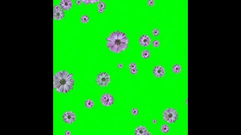 Hiệu ứng video hoa rơi màn hình xanh rất đẹp