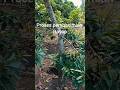 Petani Alpukat Harus Disiplin! Rayap Tak Kelihatan Bisa Bikin Gagal Panen 🥑#diratani4114 .#fyp