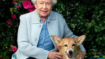 Собаки английской королевы: корги Елизаветы 2-ой