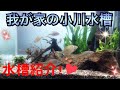 【アクアリウム】我が家の小川水槽〜水槽紹介〜【日本淡水魚】【日淡水槽】【タナゴ】【アカザ】