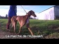 Azawakh, the walking of the sighthound, slow motion, Goumsao NPA France, Азавак, Azavak.