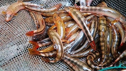 GỎI CÁ BỐNG SUỐI