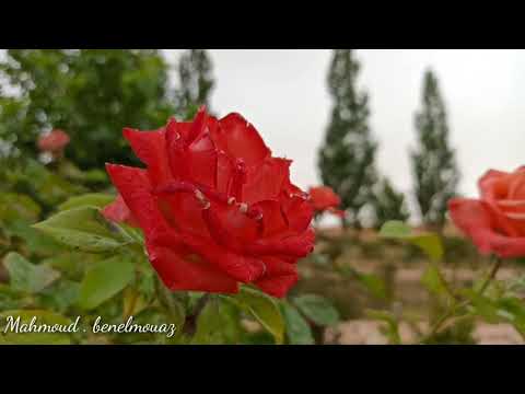 الدمشقية آفلو ولاية الأغواط