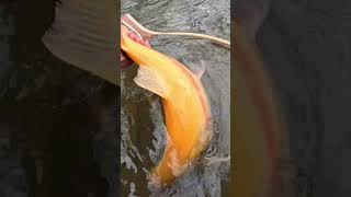 Giant PA Palomino Trout ! #fishing #troutfishing #fishermen #fishingvideo #outdoors #trout #patrout