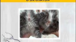 Savoir déterminer le sexe d'un chaton !