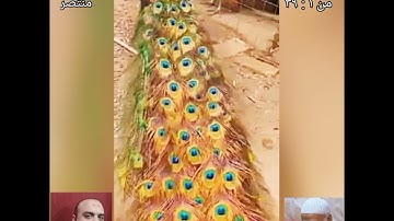 سورة الانعام من الاية ١ : ٣٩ برواية حفص عن عاصم بقصر المنفصل