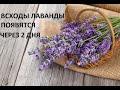 Как улучшить всхожесть лаванды.