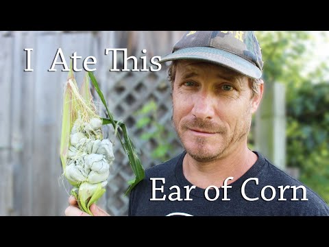 Video: Dusty Corn Smut