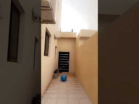 طريقة طارد الحمام خلف المنزل