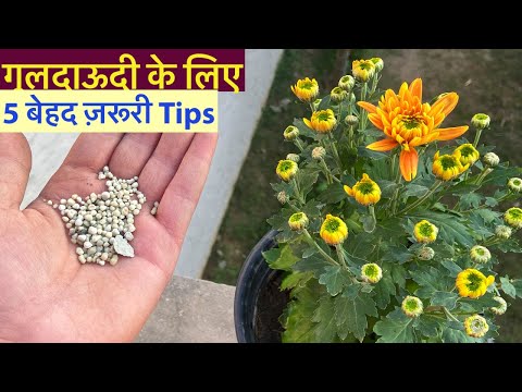 गुलदाऊदी पर फ़ूल आने से पहले ये 5 ज़रूरी बातें जान ले || Chrysanthemum Full Care/Fertiliser/Cuttings