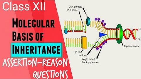 Class 12 - Molecular Basis Of Inheritance | Assertion & Reasoning Questions | Biology Chapter 5 Cbse