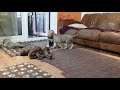 5 1/2 week old Irish Wolfhound Puppies の動画、YouTube動画。