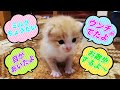 [茶トラの赤ちゃん]生まれたての子猫！目があいてミルク飲むよ（保護猫）