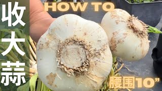 【种大蒜】大蒜的采收和储存种出超级大蒜的诀窍how to grow giant garlic.