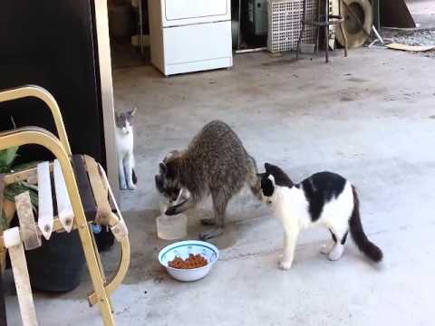 วีดีโอ: โรคแรคคูนในแมว