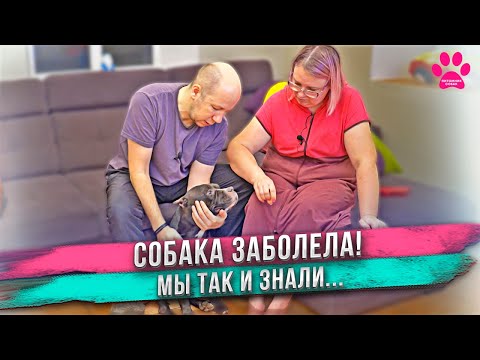 Мы виноваты. Не делайте так как мы! Пиометра у собак.