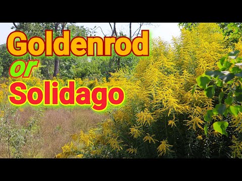 Video: Goldenrod Biasa (38 Foto): Menanam Dan Merawat Bunga Solidago Virgaurea, Penerangan Mengenai Tanaman Batang Emas Dan Pembiakan