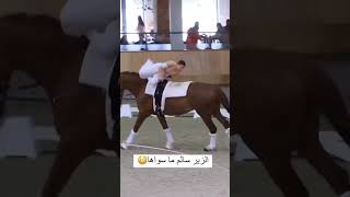 ما نوع هذا الحصان مع بنت اجنبيه ? What type of horse is this