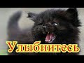 Смешное про животных|Приколы с котами| Видео про котов| Кошки|Позитив|Создай себе хорошее настроение