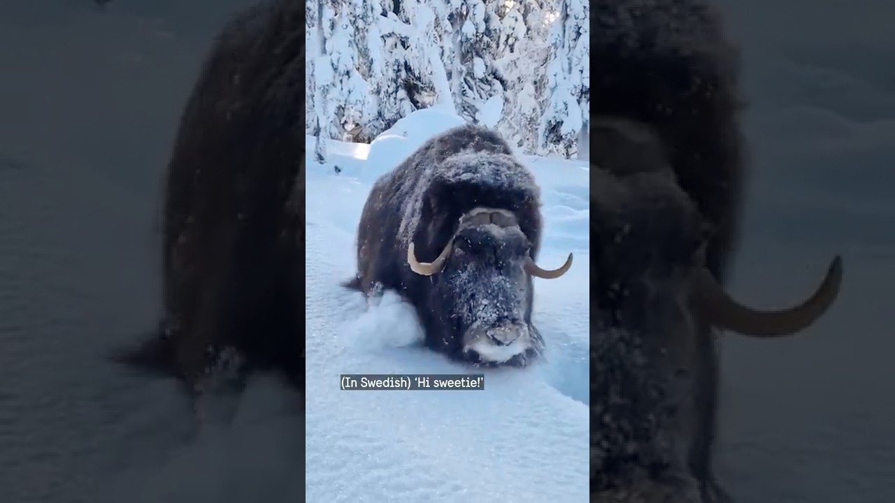 Meet the musk ox &ndash; survivor from the Ice Age!