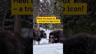 Meet the musk ox – survivor from the Ice Age!