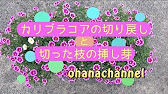 カリブラコアの切り戻しと挿し芽 Cut Back Calibrachoa And Cutting With Cut Branches Youtube