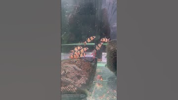 Tham quan tiệm cá cảnh ở bình dương #capcut #tiktok #fish #youtube #viral #video #shorts #drama