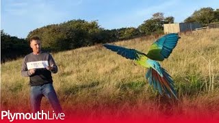 Plymouth dockyard worker flies his parrots on Dartmoor at the weekend