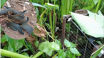 Mikat ruak-ruak/beburak menggunakan jebakan kandang
