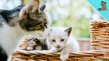 Wie Verhalten sich Katzen Wenn Sie jemanden vermissen?