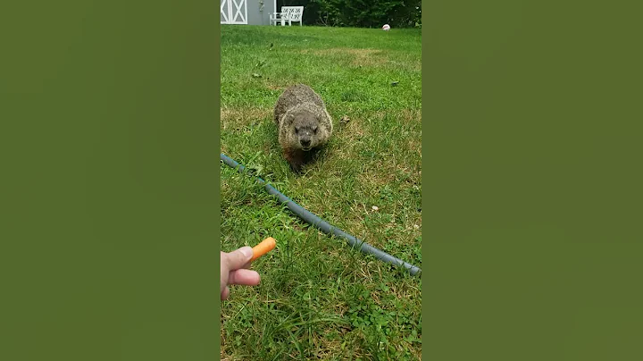 Carrot time!