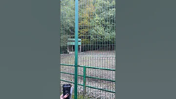 Зачем оленю белое пятно... на пятой точке?