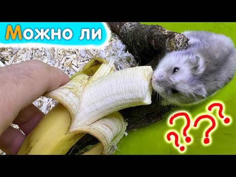 Видео: Можно ли хомякам есть бананы?