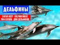 Дельфины. Риф Сатайа. Sataya Reef - Dolphin House. 21.10.2020