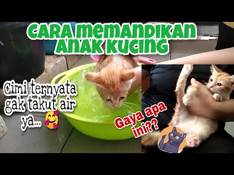 Cara memandikan anak kucing - cimi banyak gaya