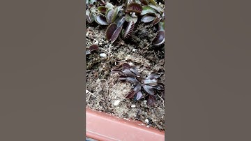 Đầu năm cho cây bẫy kẹp ăn ruồi. 1/1/2019